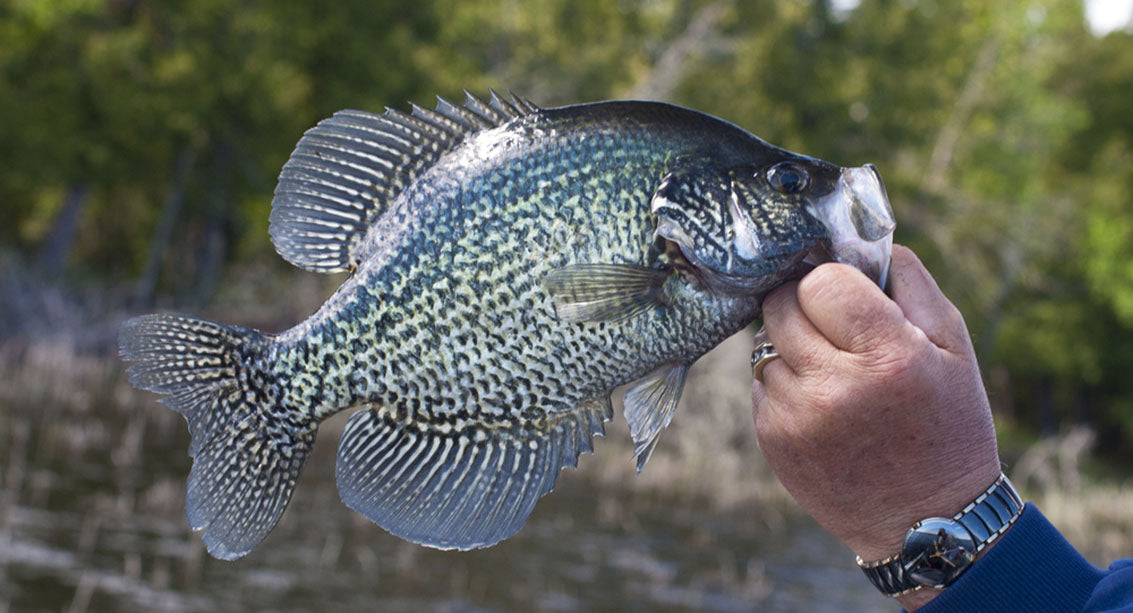 Fishing for Beginners: Crappie Fish