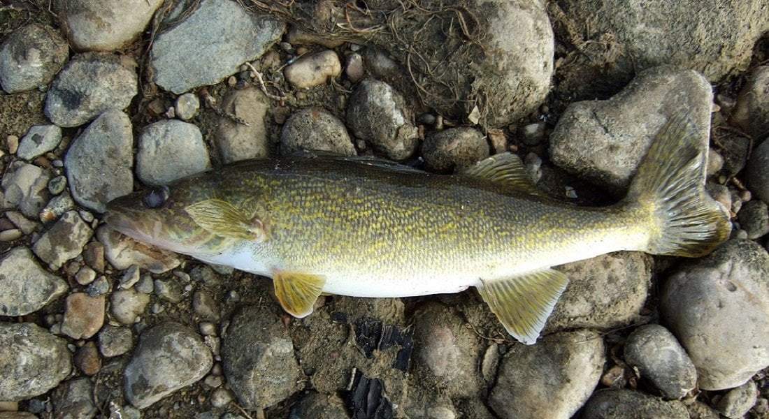 Early Spring Walleye Fishing Tips & Techniques – Huk Gear