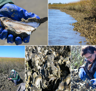 Building a Better Coast: How SCORE is Restoring South Carolina’s Oyster Reefs