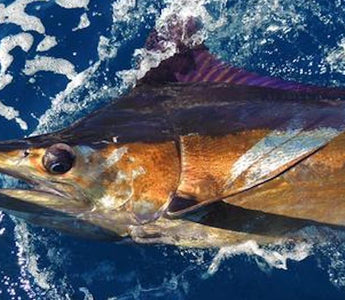 Blue Marlin Fishing: How & Where To Catch This Trophy