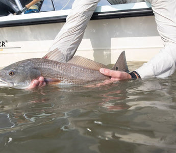 holding a Redfish