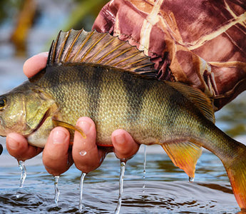 perch with hook in hand