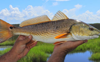 Redfish in Louisiana’s Marsh