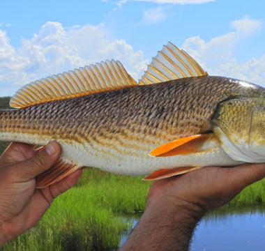 Redfish in Louisiana’s Marsh