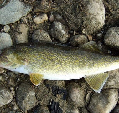 Early Spring Walleye Fishing Tips & Techniques